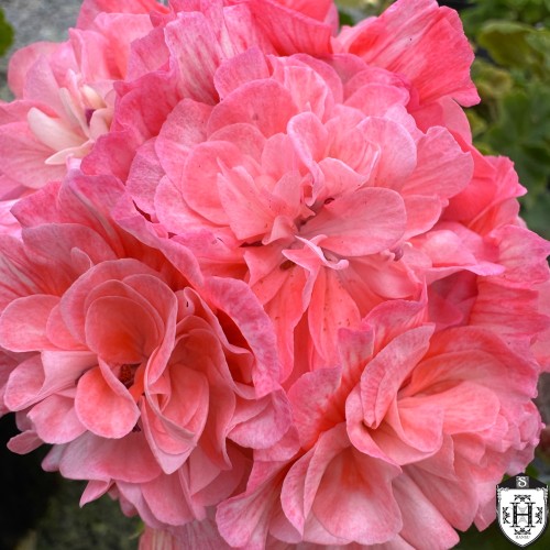 Pelargonium 'IV-Stolbovaja Dvorjanka' - Pelargoon 'IV-Stolbovaja Dvorjanka' P9/0,55L Pelargonium 'IV-Stolbovaja Dvorjanka' - Pelargoon 'IV-Stolbovaja Dvorjanka' P9/0,55L